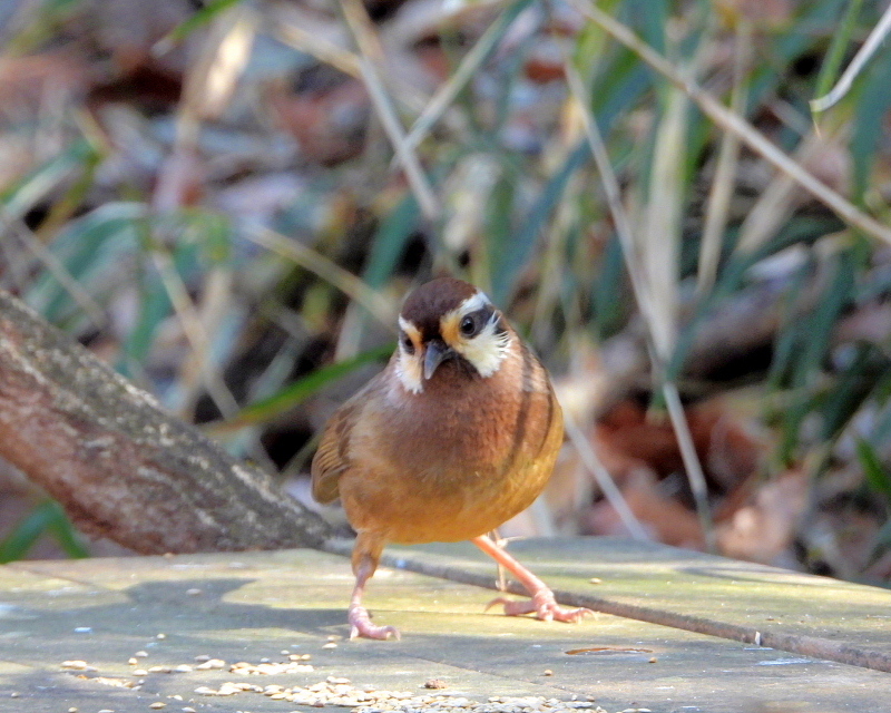 嶺公園でそそくさと_c0305565_17342132.jpg