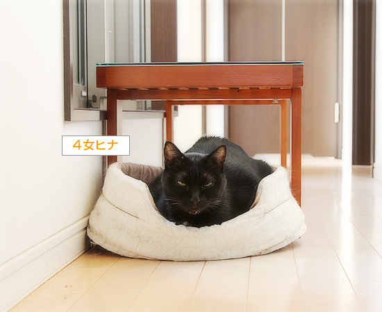 廊下カフェ、プレオープン?_a0389088_15444445.jpg