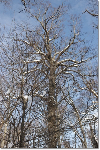 野幌森林公園(’20・1・22)_f0146493_23250705.jpg
