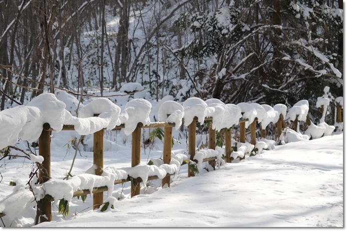 野幌森林公園(’20・1・22)_f0146493_23265213.jpg