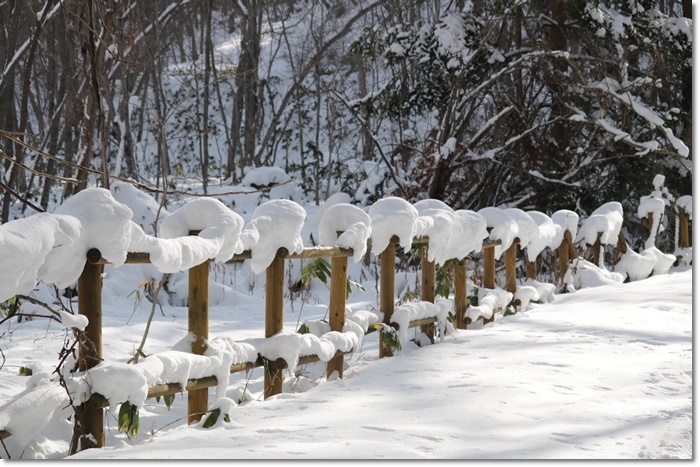 野幌森林公園（’２０・１・２２）_f0146493_23265213.jpg