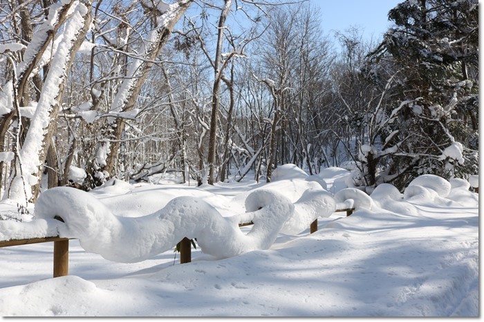 野幌森林公園（’２０・１・２２）_f0146493_23270185.jpg