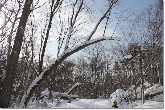 野幌森林公園（’２０・１・２２）_f0146493_23273105.jpg