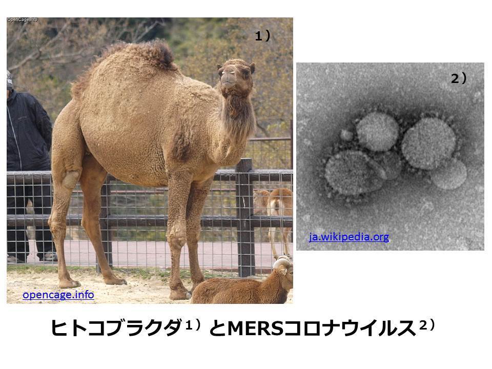 ワクチン後進国の日本?WHOの人口削減計画にそったビルゲイツの新型コロナウィルス兵器!韓国MERSコロナウイルスはペンタゴンの生物兵器研究所から放たれた!(ジャパンタイムズ元編集長 島津洋一)_e0069900_23160071.jpg