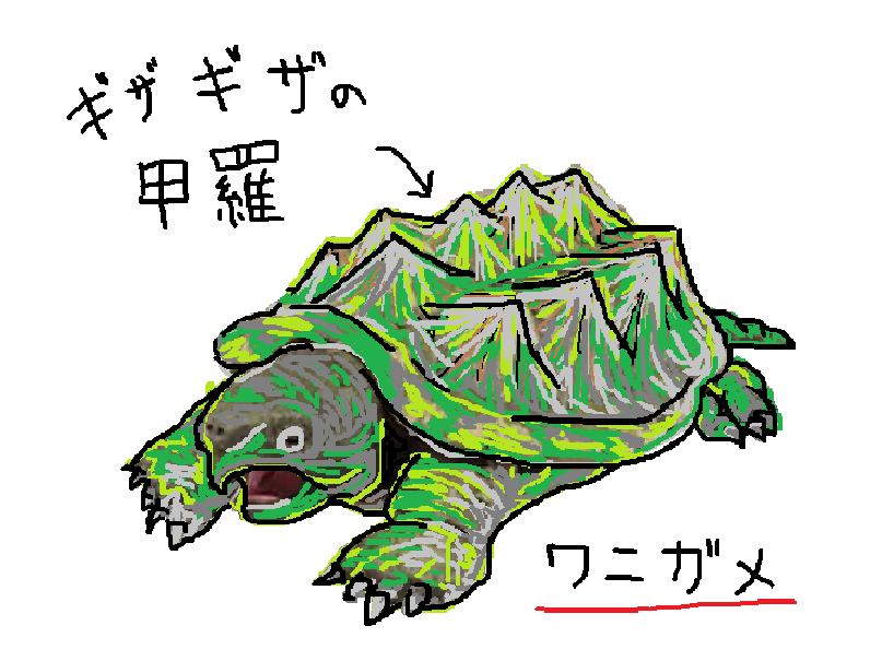 池の水見てて学んだ カミツキガメとワニガメのカンタンな見分け方 在宅ワーカーの日常