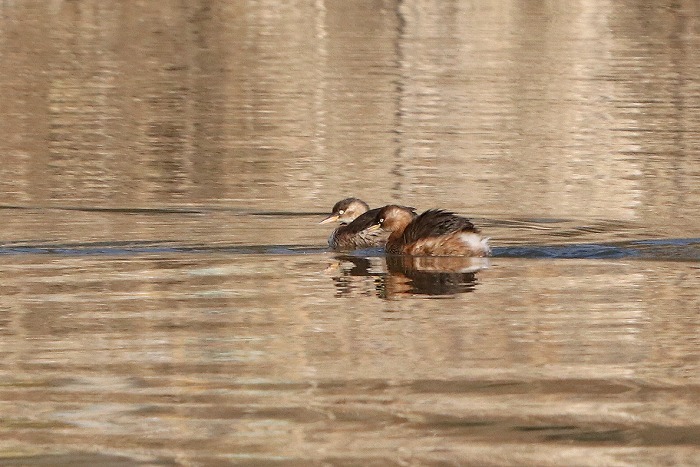 水の上を走る鳥 暮らしの中で