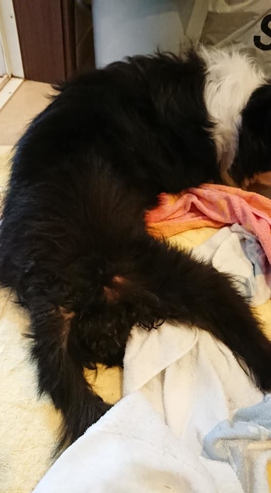 愛犬の床ずれケア はばたけ my soul 愛犬の床ずれケア はばたけ my soul