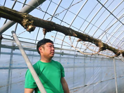 熊本ぶどう 社方園 剪定作業2020(後編 1房の充実、1粒の充実のための匠の剪定)_a0254656_17494447.jpg