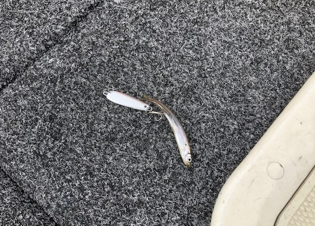 ワカサギ系_f0164669_20223957.jpeg