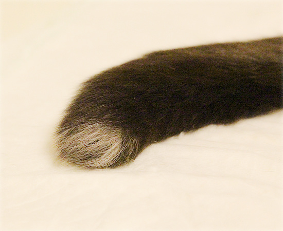 しあわせの白しっぽ_a0389088_03334647.jpg