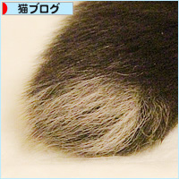 しあわせの白しっぽ_a0389088_03334684.jpg