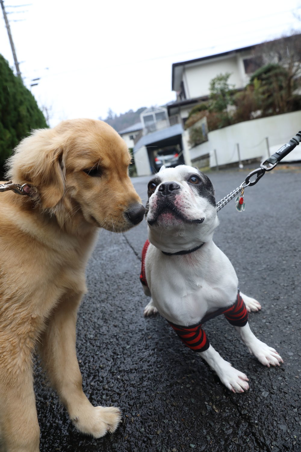 Kiss!_b0275998_10365590.jpg