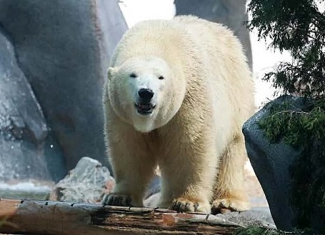 オーストラリア・ゴールドコーストのシーワールドのリアが急死 ~ 双子の相次ぐ死の奇妙な偶然_a0151913_081141.jpg