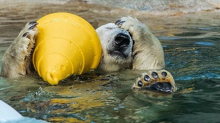 オーストラリア・ゴールドコーストのシーワールドのリアが急死 ~ 双子の相次ぐ死の奇妙な偶然_a0151913_1534541.jpg