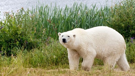 カナダ・コクレーンの「ホッキョクグマ居住村」の10歳のタイガが亡くなる_a0151913_3552733.jpg