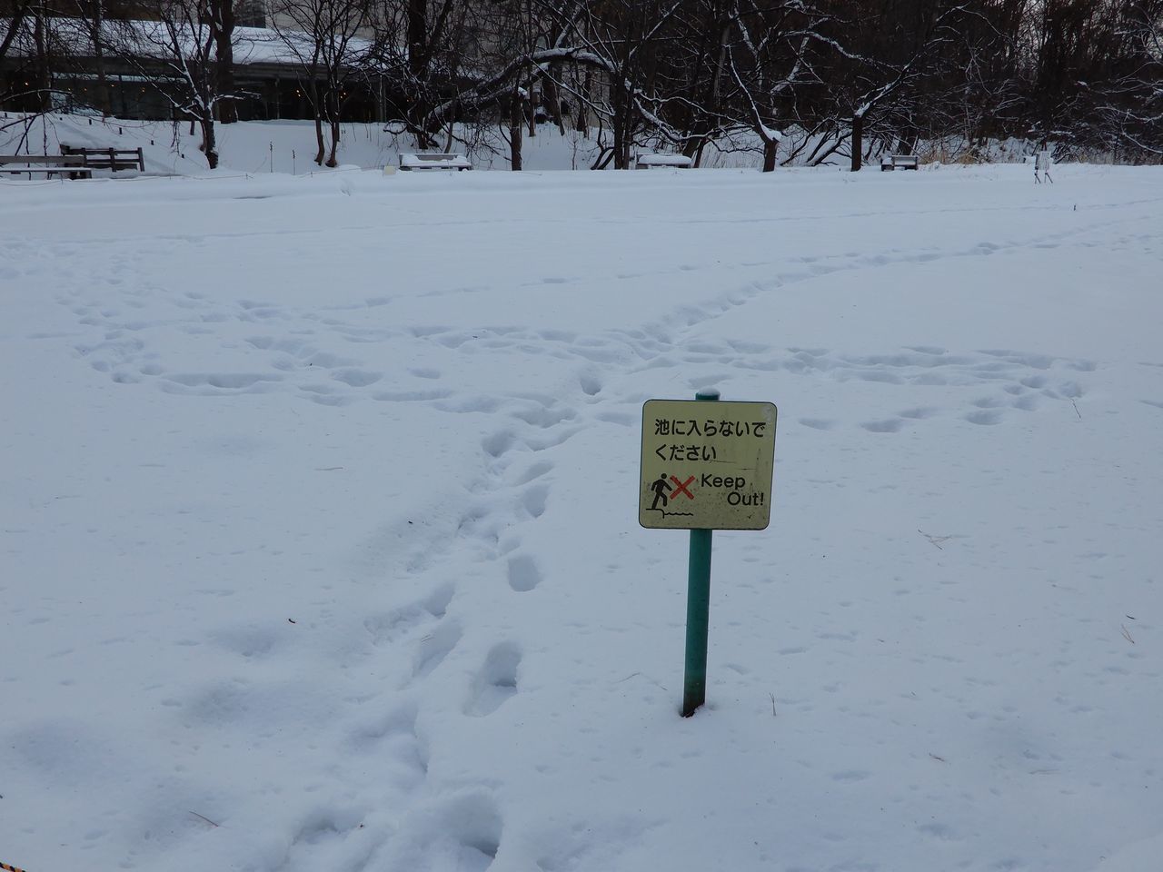 今年はじめての北大キャンパス_c0025115_22450657.jpg