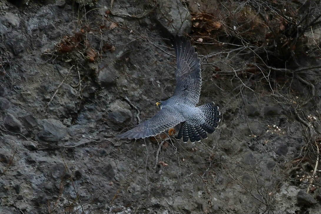 崖に ハヤブサ 新 鳥さんと遊ぼう