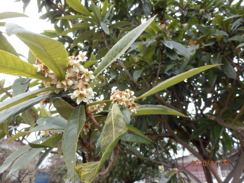 枇杷の花_f0202221_11323062.jpg