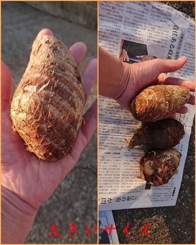 里芋は皆さん どう食べますか 料理 楽しい家庭菜園 里芋は皆さん どう食べますか 料理 楽しい家庭菜園
