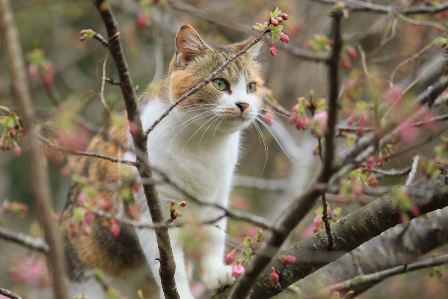 河津桜が咲きました！_a0076825_20074397.jpg