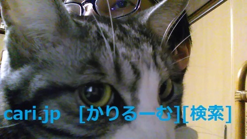 2018年12月28日猫スズ(すず)の写真 cari.jp_a0392441_23201628.jpg