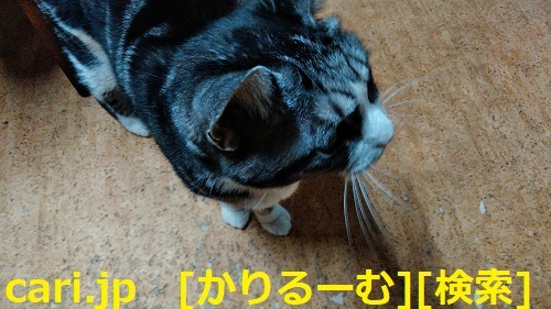 2018年12月24日猫すず(スズ)の写真 cari.jp_a0392441_23363718.jpg