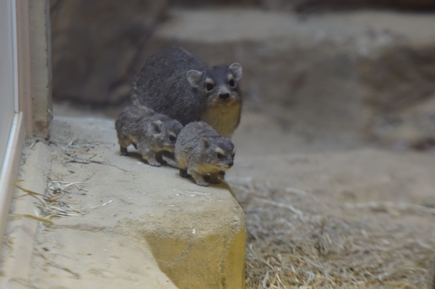 キボシイワハイラックスの赤ちゃん1日目 動物園へ行こう