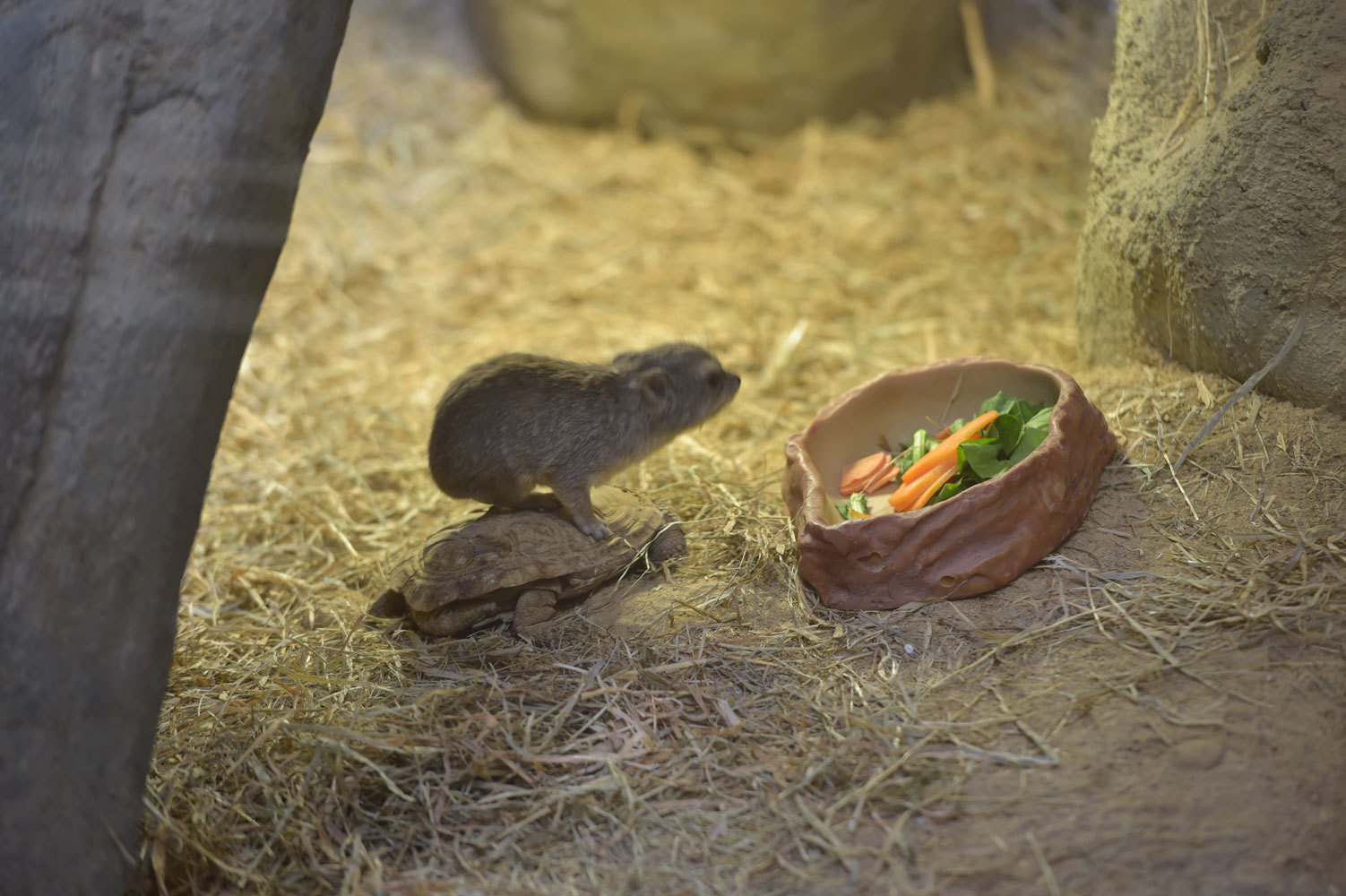 キボシイワハイラックスの赤ちゃん1日目 動物園へ行こう