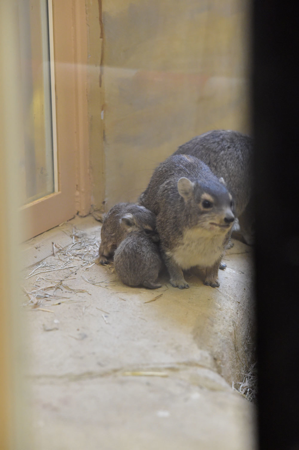 キボシイワハイラックスの赤ちゃん1日目_b0023856_07361400.jpg
