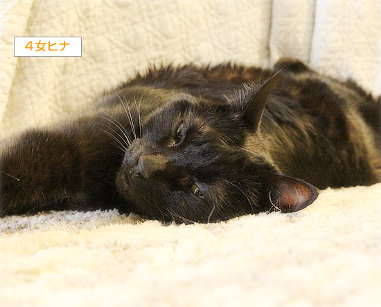 今年こそ、やせる_a0389088_03021026.jpg