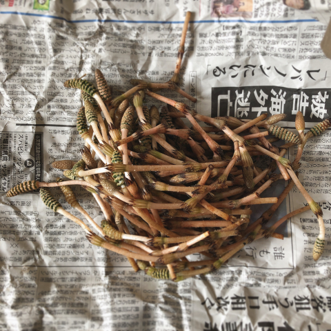 つくし_e0330790_11213648.jpg