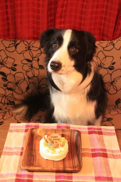 9歳のお誕生日_d0224111_09395899.jpg