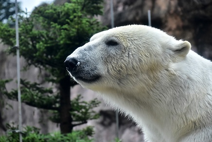 仙台・八木山動物公園でホッキョクグマの赤ちゃん誕生するも死産と判明 ~ 残念ではあるが朗報と考えるべき_a0151913_2152478.jpg
