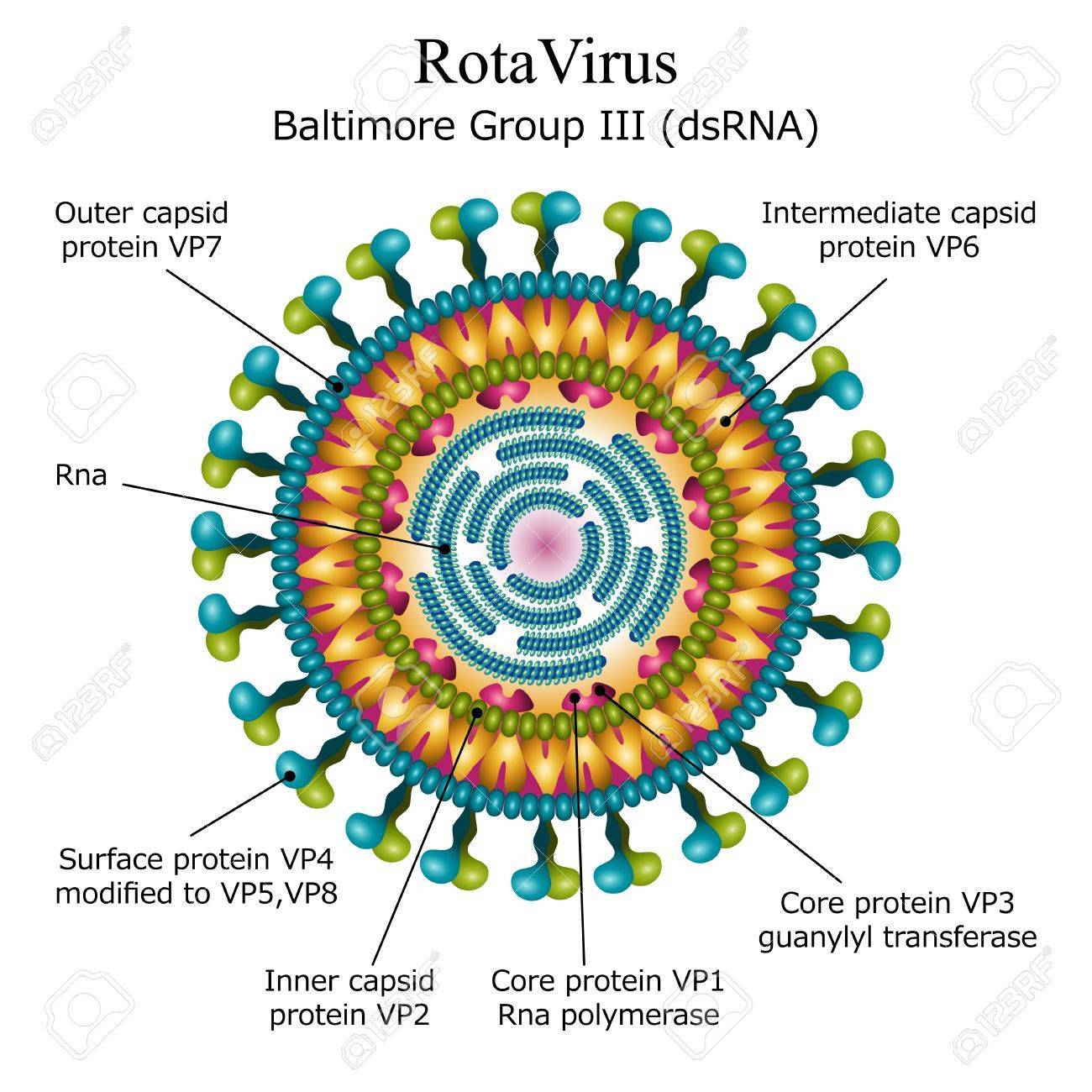 【ウィルス図鑑】「雑ウィルスというウィルスはない。ウィルスにはすべて名前があります。」_a0386130_11090952.jpg