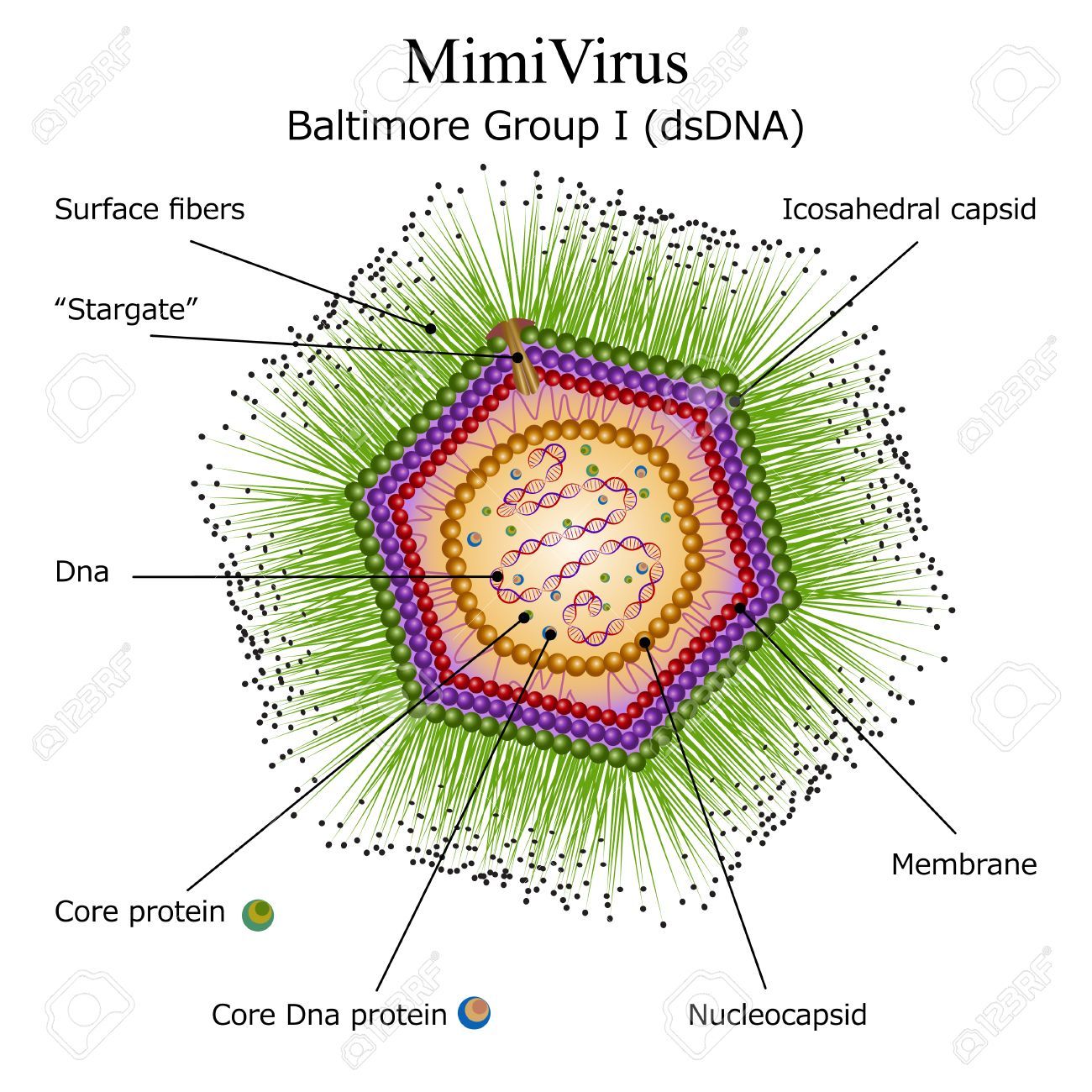 【ウィルス図鑑】「雑ウィルスというウィルスはない。ウィルスにはすべて名前があります。」_a0386130_11102905.jpg