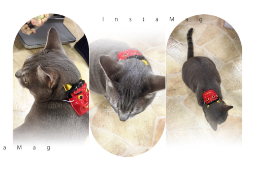 猫にヨーグルトを与えても大丈夫 与える際の注意点は Salon De Maple