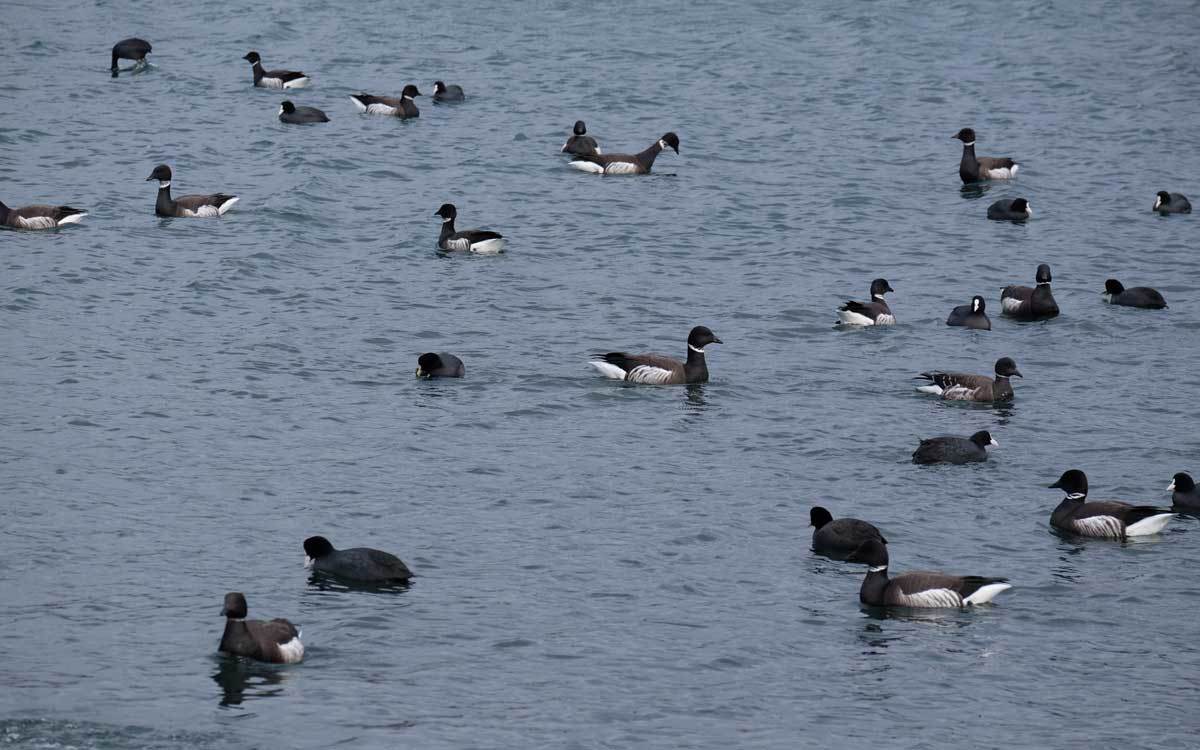 水鳥たち_e0220159_20223134.jpg