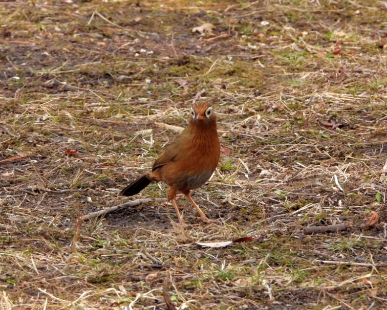 嬉しいまぐれ当たりも 嶺公園_c0305565_17374254.jpg