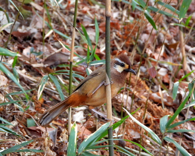 嬉しいまぐれ当たりも 嶺公園_c0305565_17384856.jpg