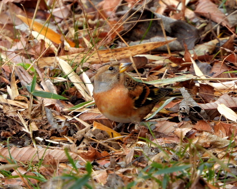嬉しいまぐれ当たりも 嶺公園_c0305565_17392556.jpg