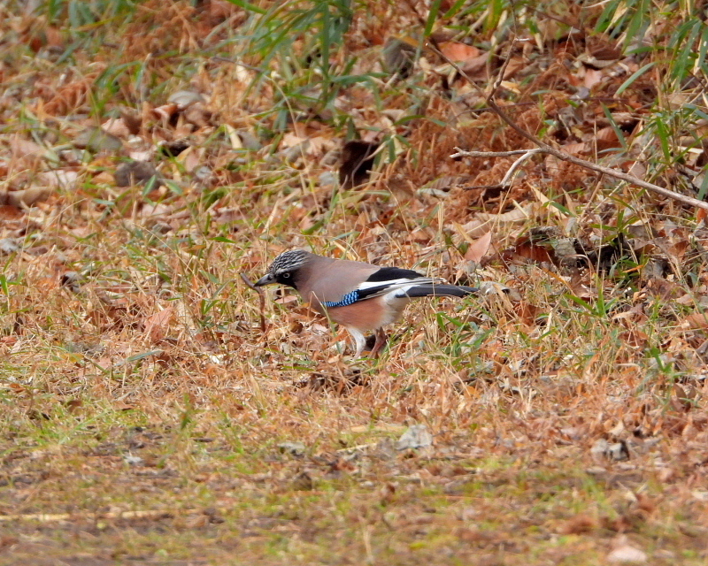 嬉しいまぐれ当たりも 嶺公園_c0305565_17410145.jpg