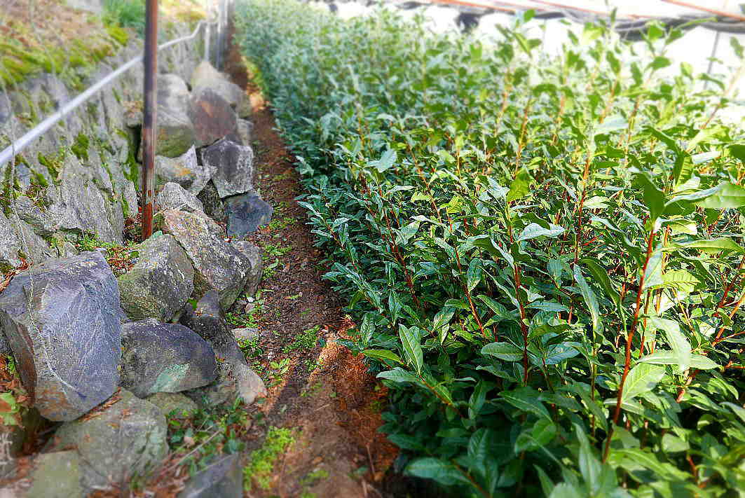 自然に聞き 茶木と対話して新しい茶園をつくる Courage to build a tea garden in a reclaimed ancient pond_a0391480_20342024.jpg