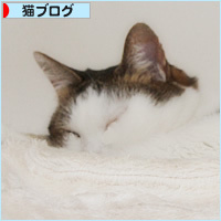 猫のためにある場所_a0389088_17155107.jpg