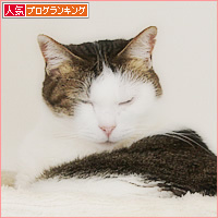 猫のためにある場所_a0389088_17155128.jpg