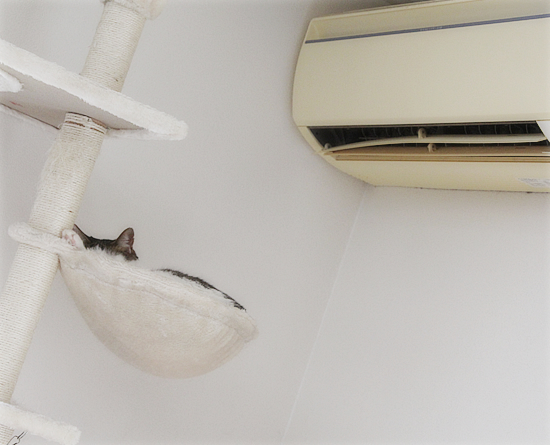 猫のためにある場所_a0389088_17155141.jpg