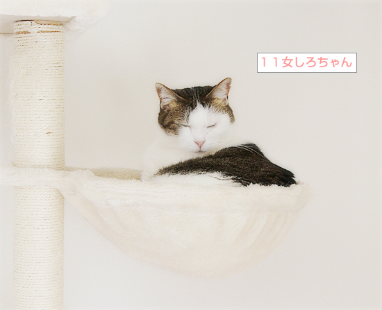 猫のためにある場所_a0389088_17160181.jpg