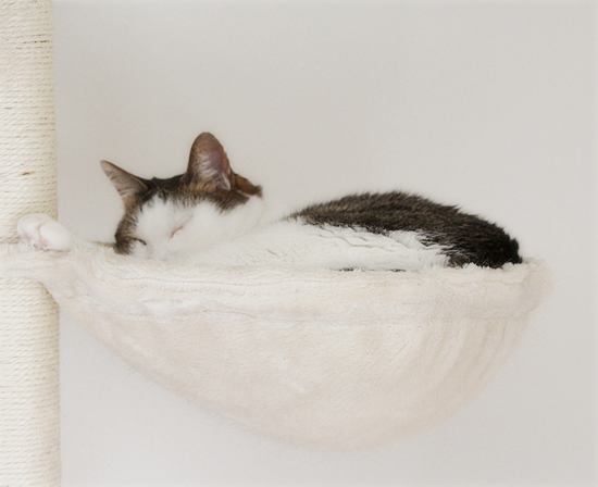 猫のためにある場所_a0389088_17160191.jpg