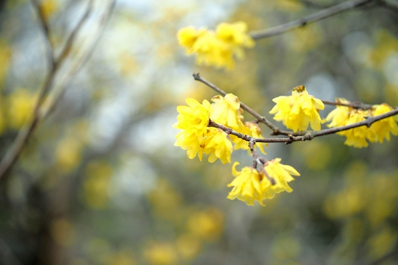 向島百花園の白梅_e0348392_18011940.jpg