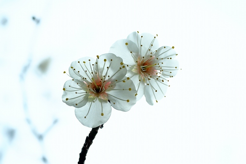 向島百花園の白梅_e0348392_18013081.jpg