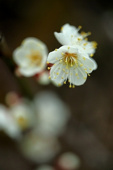 向島百花園の白梅_e0348392_18015080.jpg